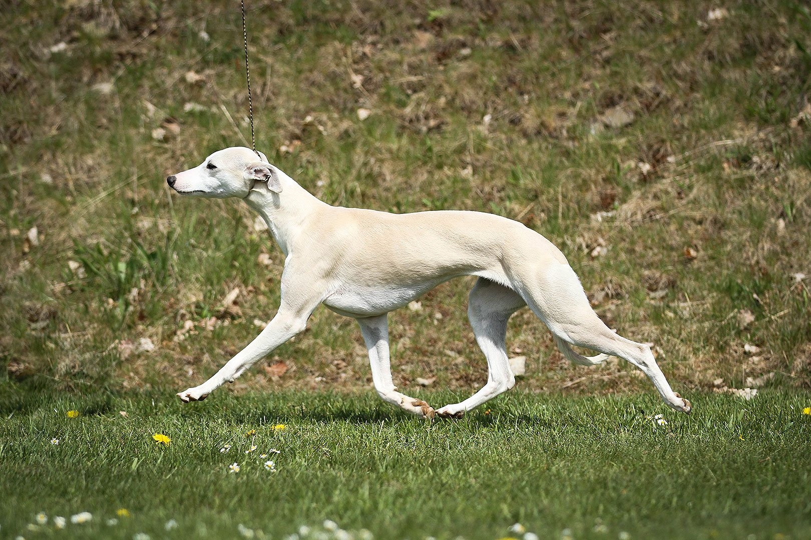 WCD - Whippet Club Deutschland