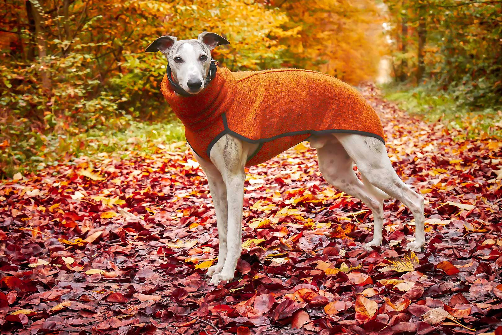 WCD - Whippet Club Deutschland