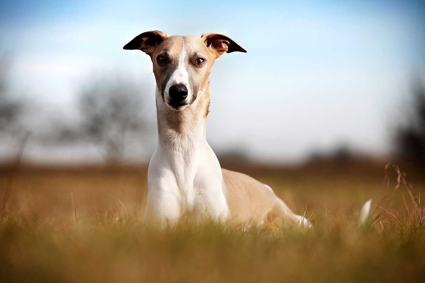 WCD - Whippet Club Deutschland