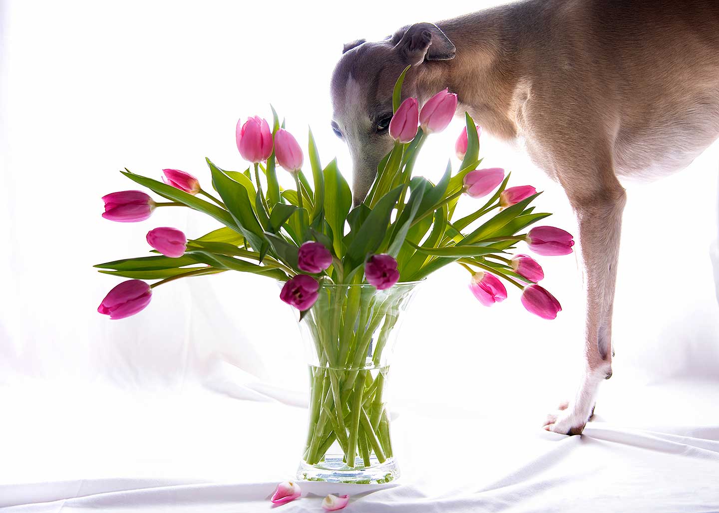 WCD - Whippet Club Deutschland