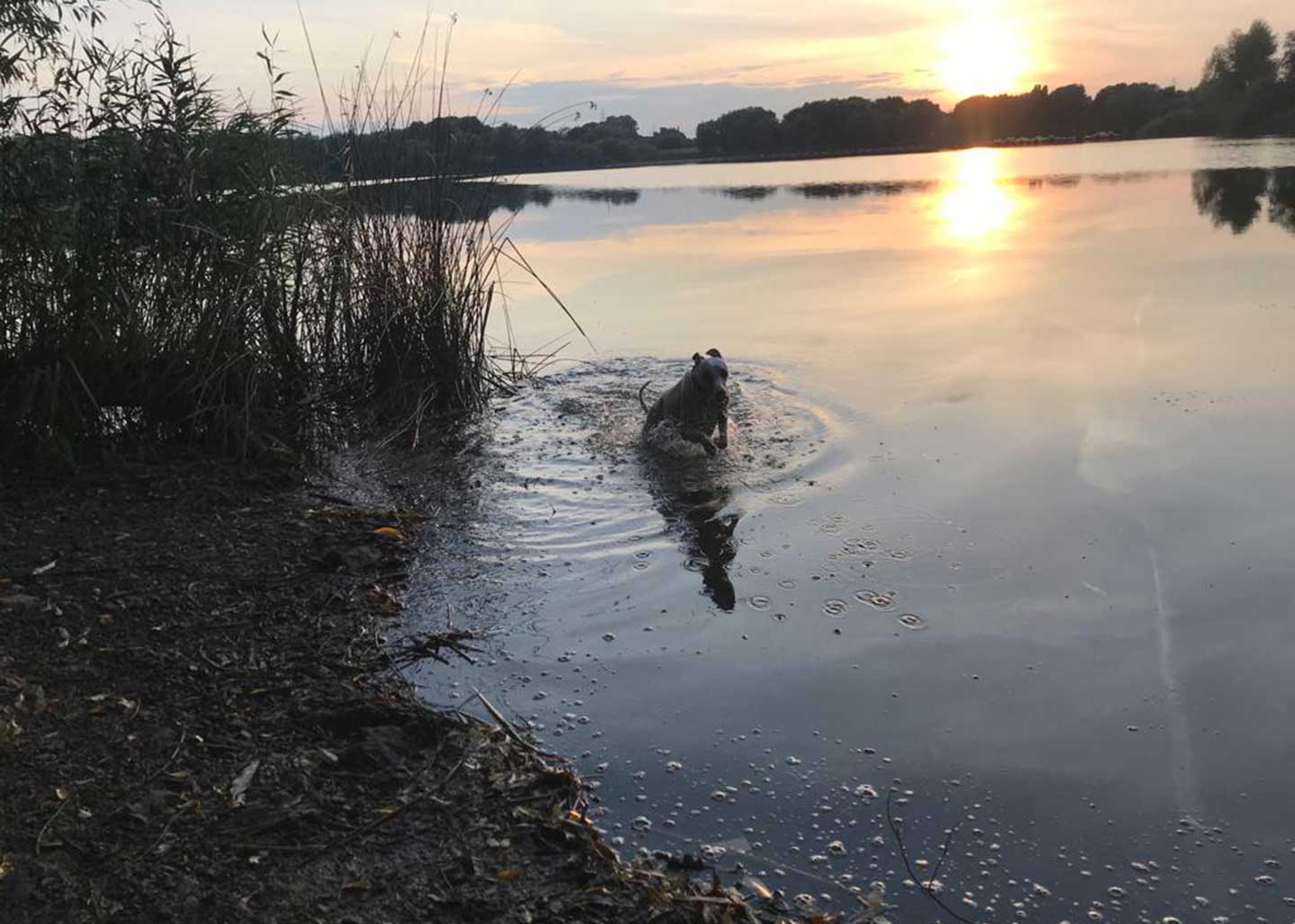WCD - Whippet Club Deutschland