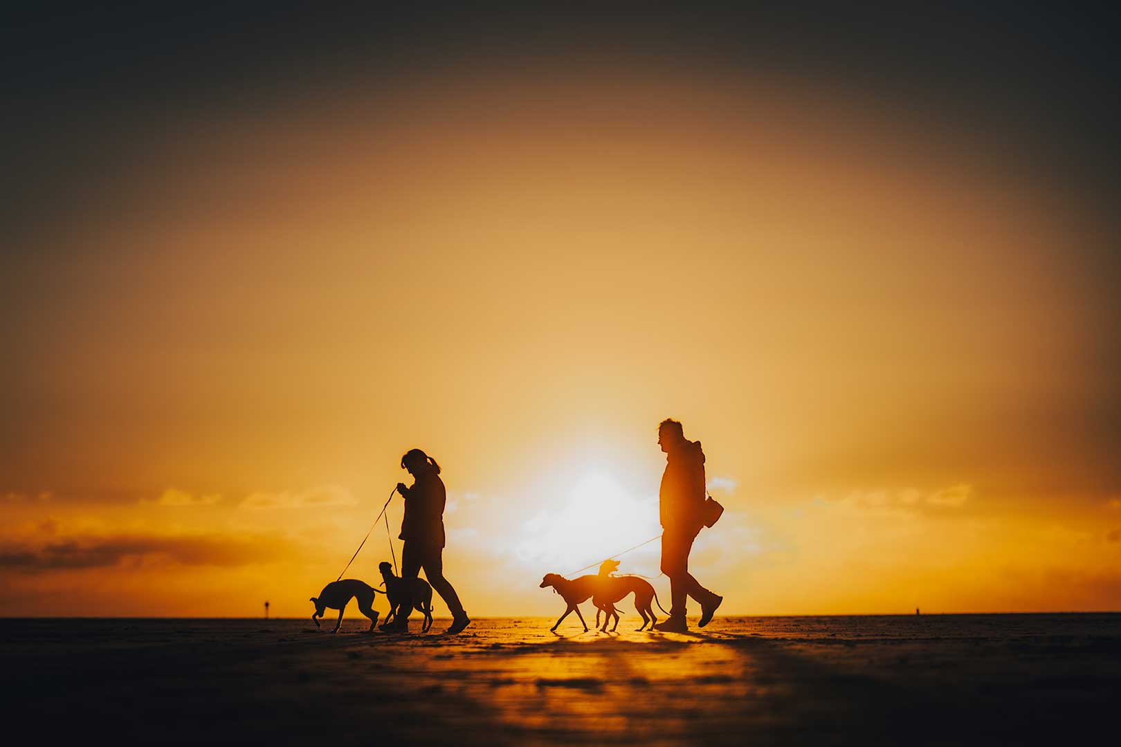 WCD - Whippet Club Deutschland