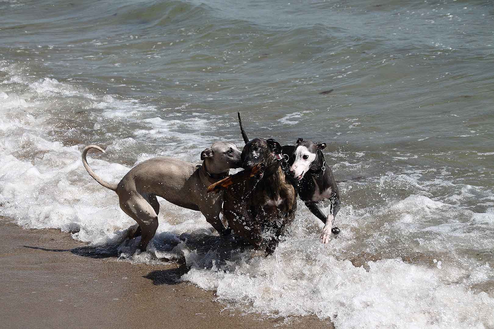 WCD - Whippet Club Deutschland