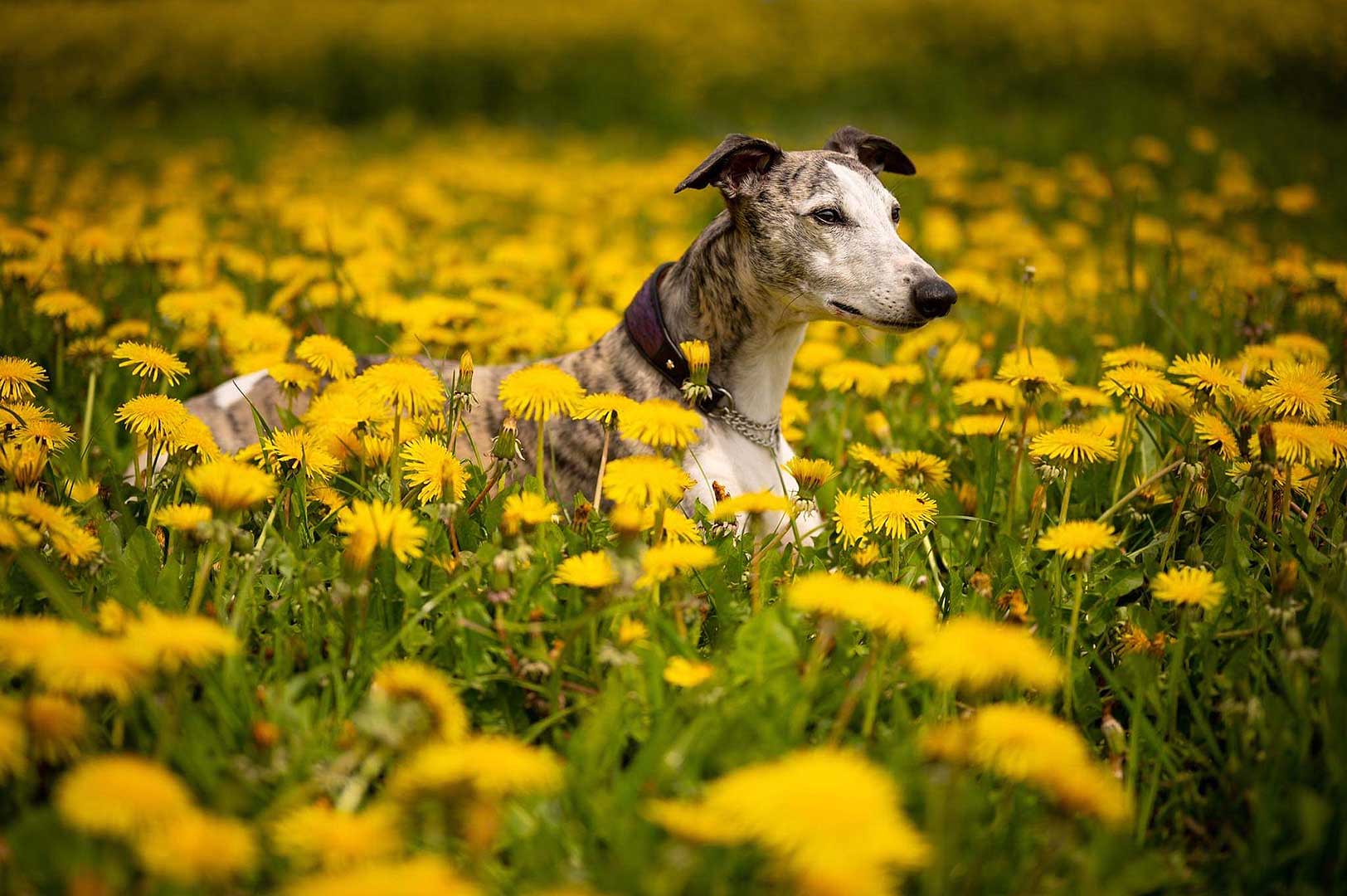 WCD - Whippet Club Deutschland