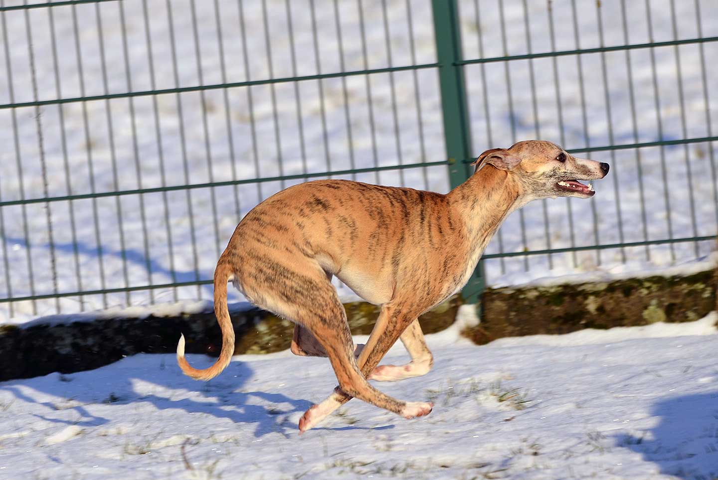 WCD - Whippet Club Deutschland