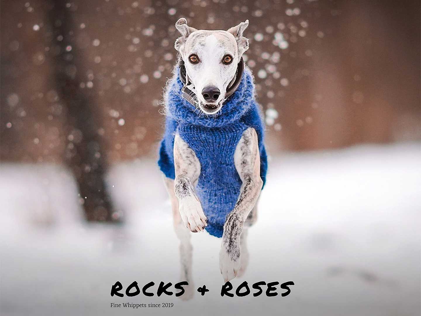 Rocks & Roses Whippets